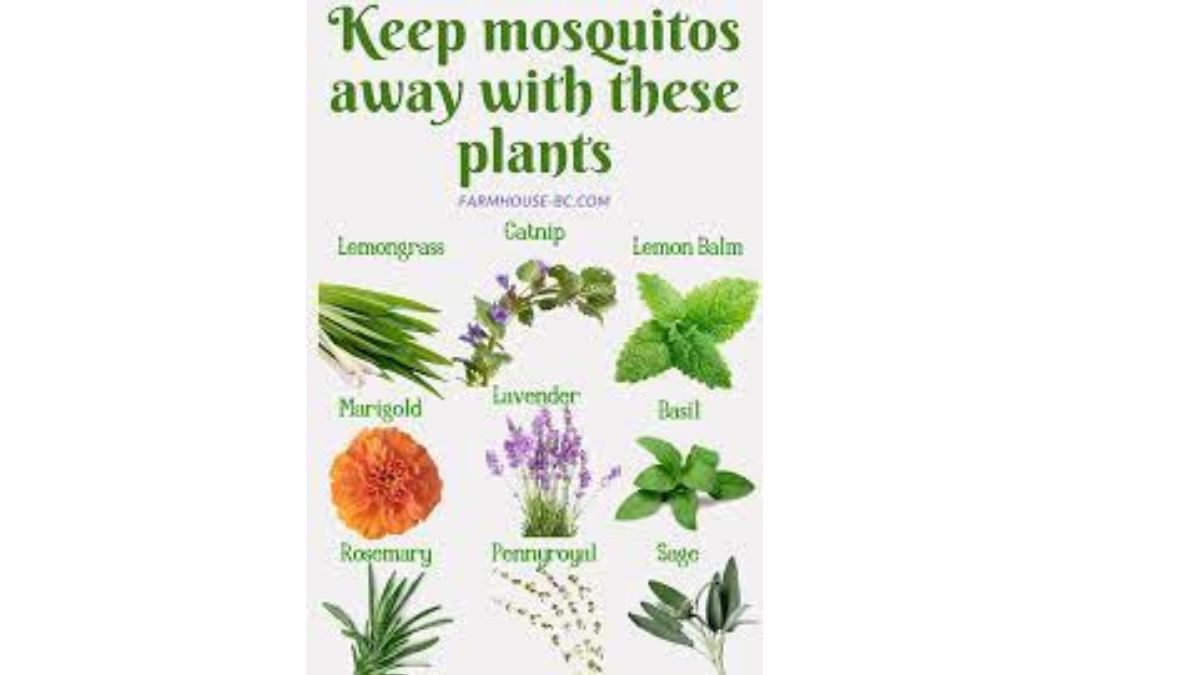 Mosquito Repellent Plants