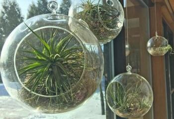 air plants