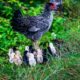 Chicken Development – From the Cradle to the Grave