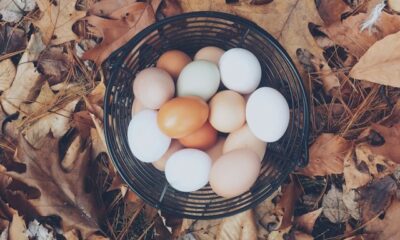 Raw Eggs Health Benefits – A List