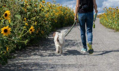 Dog Walking: Run Forrest Run…