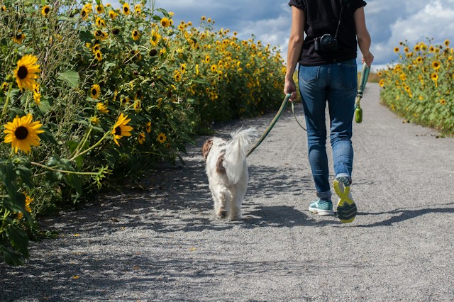 Dog Walking: Run Forrest Run…