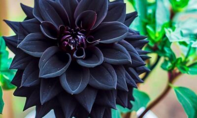 Black Dahlia Flower