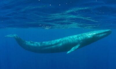 Blue Whale Bit in Half