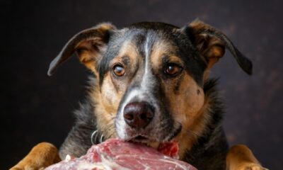 Feed Dogs Raw Meat